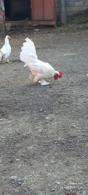 samuyan dermani: Toyuq, Damazlıq — 4