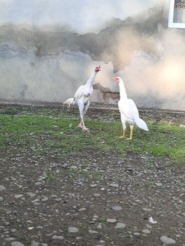 lalafo az heyvanlar: Ağ rəngli yerli toyuqlar – uzunsov bədənli, hündür ayaqlı, aktiv və — 6