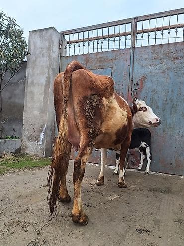 Atlar: 14 litir süd verir 7 gündü doğub 3 qarına doğub balası erkəydi — 7