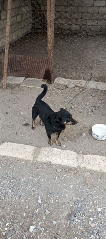 cins ineklerin satisi 2019: 2 il, Ödənişli çatdırılma — 1