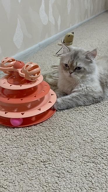 шотландская серебристая шиншилла купить: Шотландская длинношерстная, Самец — 4