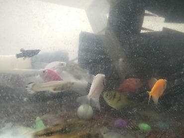 dib balıqları: TETRA BALİGİ ‼️BİRİ 2 AZN‼️
FERGLİ RENGLERİ VAR — 1