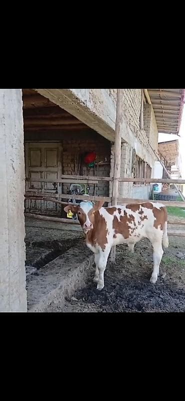 Телята: Satılır: 3 baş cins buzov - Növ: ətlik-südlük istiqamətli simmental — 4