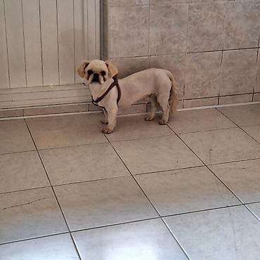 itlerin davasi: Pekines — 1