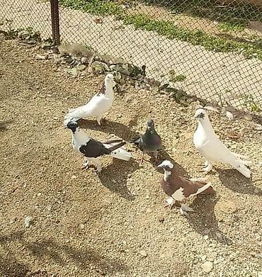 Məqsədli quşsevərlər üçün müxtəlif rəng və növdə ev göyərçinləri lalafo.az -da Məqsədli quşsevərlər üçün müxtəlif rəng və növdə ev göyərçinləri