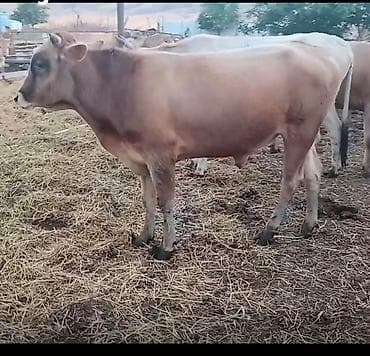 Erkək yerli dana. 2 yaşı var . 0558321069 . Şəki Bolludərə kəndində lalafo.az -da Erkək yerli dana. 2 yaşı var . 0558321069 . Şəki Bolludərə kəndində