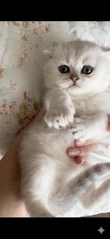 золотая шиншилла купить: Brona açıqdır. 14.04.2016 doğumlu Valideynlər: • Ana: Silver — 1