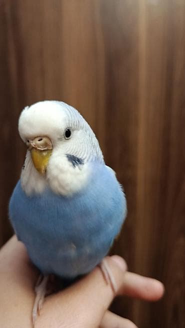 tutuquşlar: Ev dalğalı tutuquşu (melopsittacus undulatus) – mavi-rəngli (dişi) — 3