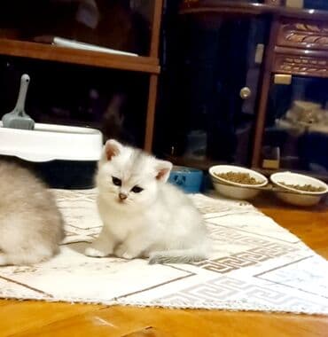 Akvariumlar: Şotland, Erkək, Dişi, Ünvandan götürmə — 3