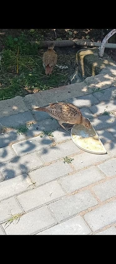 kreditle heyvan satisi: Qirqovul beceleri 3eded,45m.unvan Şamaxi Qeyd: Satışla bağlı zəng — 2