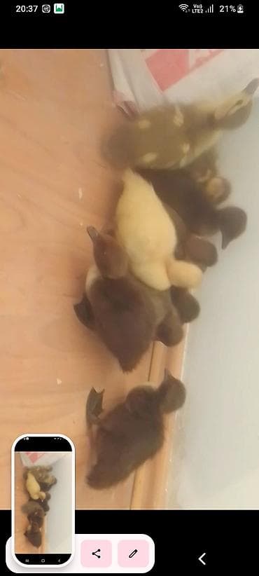 qaz ordək: Muscovy ördək balaları (indoşkalar) – müxtəlif rənglərdə civcivlər. - — 3