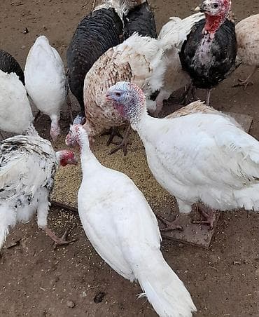 Digər heyvanlar: Tecili Satılır! 18 eded Hinduşka. 4 erkek qalanı fere. Hazırda — 2