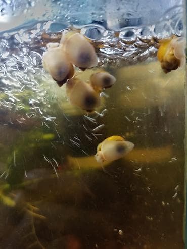 it bala: Akvaryum üçün alma ilbizləri (Apple Snail, Pomacea spp.) - Rənglər — 5