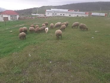 14 dişi toğlu satılır barterde edilir baxır teklife lalafo.az -da 14 dişi toğlu satılır barterde edilir baxır teklife