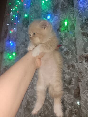 Toyota: Британская — 7