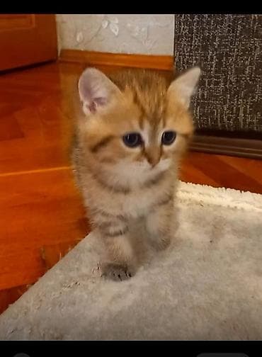 chinchilla qiymeti: Qızıl şinşilla, Erkək — 3