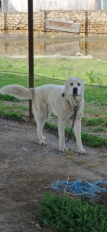 coban itlerin satisi: Alabay, 1 il, Erkek, Peyvəndli, Pulsuz çatdırılma — 3