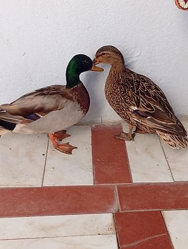 Salam,təmiz çöl ördekleri satilir,həyət şaraitine tam oyresibler -