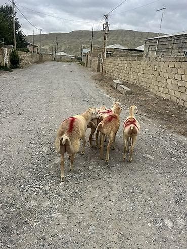 4 disi 1 erkəy beyləqan kərə qulag ünvan müsviqabad qəsəbəsi tərəf — 3