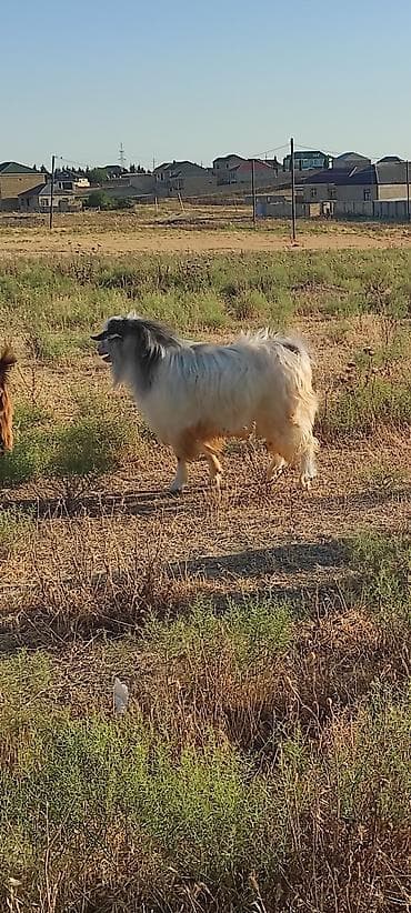 Зоотовары: Erkək keçidir 2 yaşı var qiymətdə razılaşma olacaq — 3