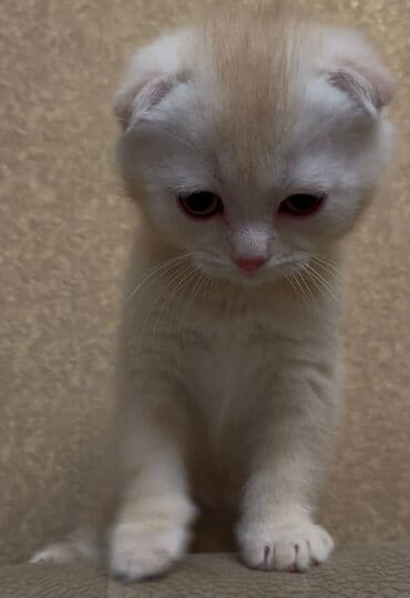 Şotland yastı qulaq, Erkək, Dişi, Yaxşı əllərə, Ünvandan götürmə, Pulsuz çatdırılma, Ödənişli çatdırılma