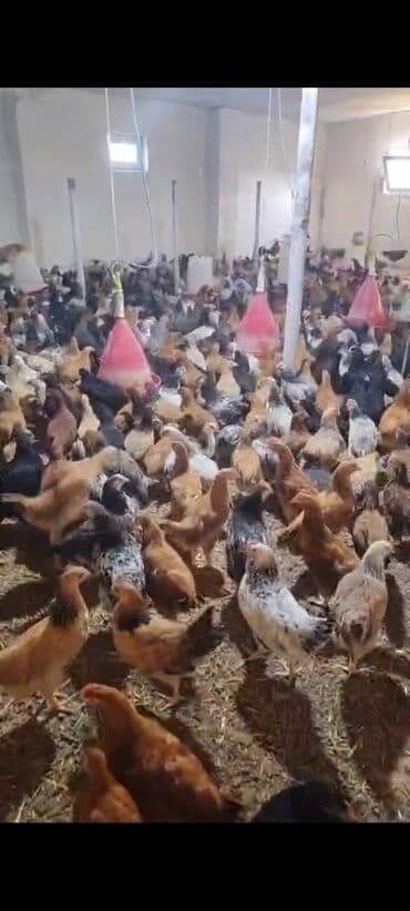 K/t heyvanları üçün mallar: Toyuq cücələri, Damazlıq — 5