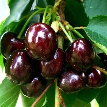 1 hekdar Gilas bağı satılır 6,7 ilin ağaclarıdı Qiymət razılaşma yolu lalafo.az -da 1 hekdar Gilas bağı satılır 6,7 ilin ağaclarıdı Qiymət razılaşma yolu