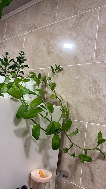 Asqılı, sürünən otaq bitkisi – Tradescantia (göyçəçəyi) şlamı ilə