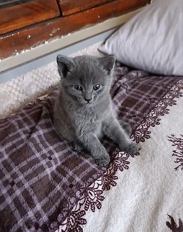 pisik sumqayit: Rus mavi, Dişi — 8