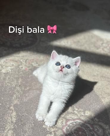 Şinşilla
