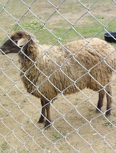 Yemlər: Salam Allah hamının malına bərəkət versün! Şəkildə gördüyünüz quzular — 2