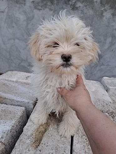 itlərin təlimi: Bolonka, 3 ay, Erkek, Peyvəndli, Ünvandan götürmə — 1