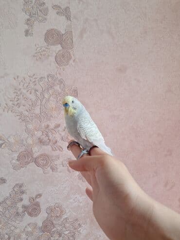 quş qəfəs: Tecili satilir mehebet qusudu erkekdi qefesi aksesuarlari ustunde — 2