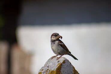 naviqator baki: CANON EOS 600D EF-S 18-55 |||KIT 18 mln piksel. Ev üçün alınıb. Demək — 7