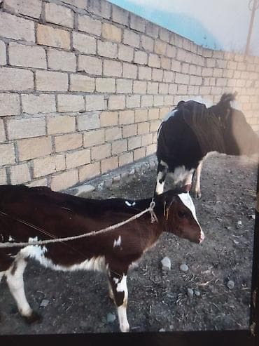 5 lt Süd 1 balaya Süni mayalanma dişi bala 2600 0505736315 Vaccap