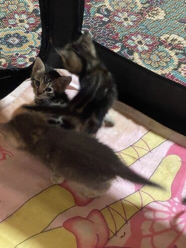 pişik bala: Tabbi, Dişi, Erkək, Yaxşı əllərə — 3