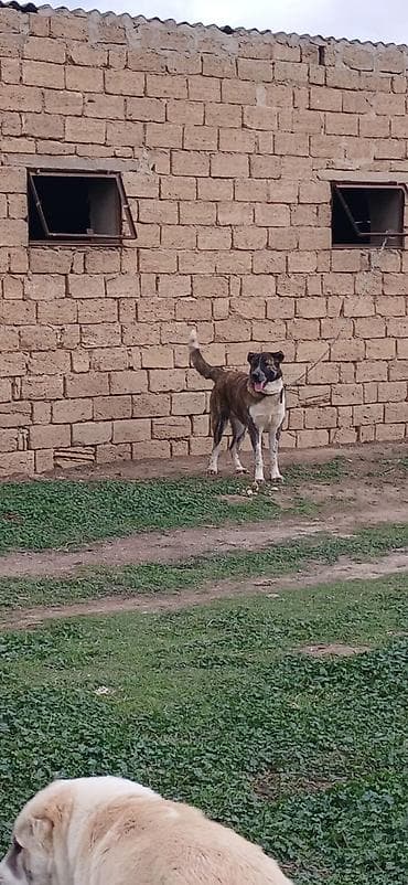 Quşlar: Qurdbasar, 1 il, Erkek, Peyvəndli — 1