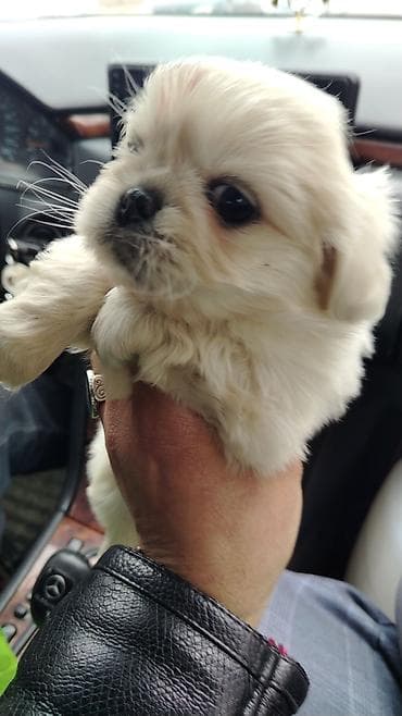 erkey danalar: Pekines, Erkek, Peyvəndli, Ünvandan götürmə — 3