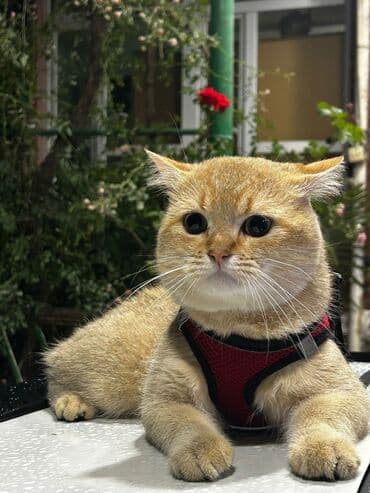 İtlər: Пристраивается котик 1год Привит Не кастрирован Желательно в семью — 1