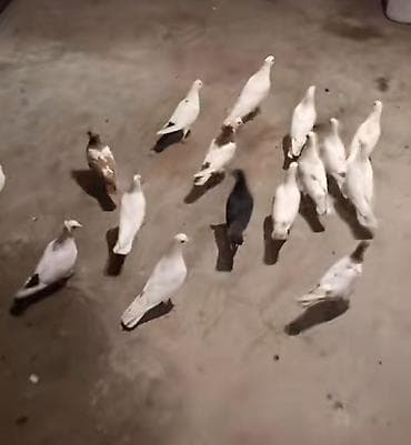 Təcili satılır. Sağlam quşlardı. 1 quş 10 Azn. İstənilən rayona