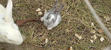 Digər heyvanlar: Dekorativ dovşan balaları - Rənglər: ağ, boz-ağ qarışıq, tünd-boz və — 4