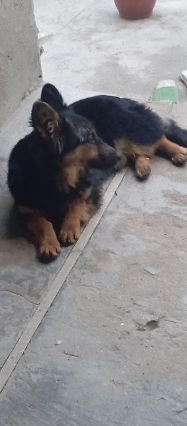 itlerin davasi: Zvanok satilir — 2