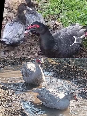 Balıqlar: Dişi, | Lal ördək, Ətlik, Ödənişli çatdırılma — 3