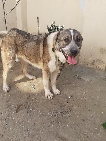 Digər heyvanlar: Alabay, 2 il, Dişi, Peyvəndli, Ünvandan götürmə — 1