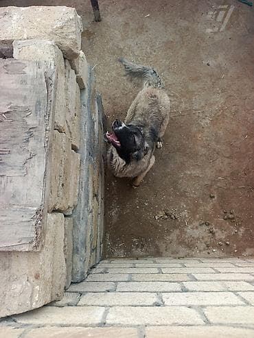 toy pudel satisi: 1 il, Erkek, Peyvəndli, Ödənişli çatdırılma — 4