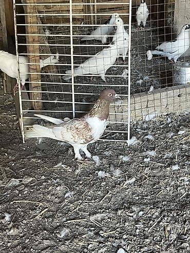poni at satilir: Tutulma nışanlı quşlardır — 1