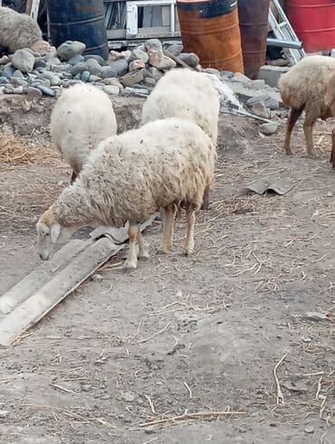 ağdam xoruzu gence: Salam .13 baş qoyundu.hamisi boğazdır,2-5 qarına.1 ay doğalar saglam — 1