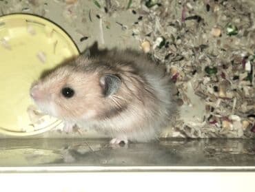 купить хомяка в баку: Hamster (Suriya/long‑haired tipinə bənzər) - Rəng: açıq qəhvəyi–ağ — 6