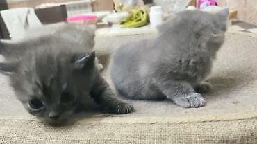 pisik cinsleri: Şotland yastı qulaq, Dişi, Pulsuz çatdırılma — 2