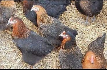 Ataks ve Lohman broun Toyuqların mayalı yumurtaları olur verdim